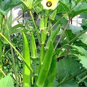 Fresh Green Okra Seeds
